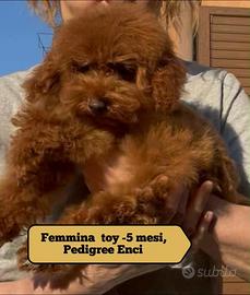 Cuccioli barboncino toy e mini toy Pedigree ENCI