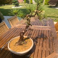 BONSAI DI PINO NERO IN CIOTOLA 30CM