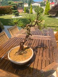 BONSAI DI PINO NERO IN CIOTOLA 30CM