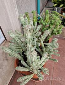 Euphorbia mamillaris variegata