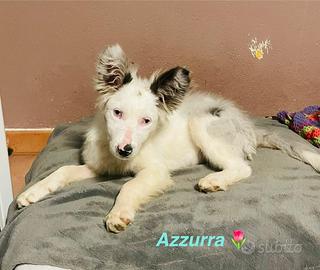 Adotta cucciola -meticcia-