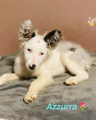 Adotta cucciola -meticcia-