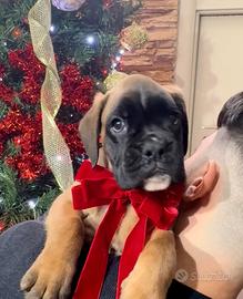 Cucciolo boxer