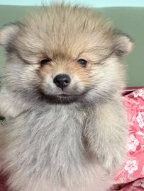 Splendidi cuccioli di Pomerania