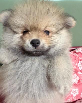 Splendidi cuccioli di Pomerania