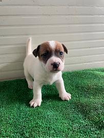 Jack Russell Cuccioli