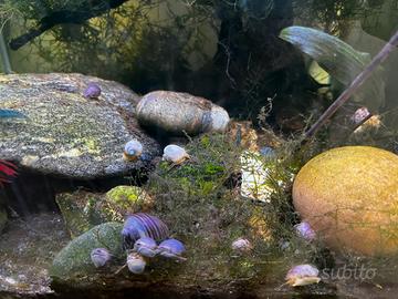 Lumache per acquario