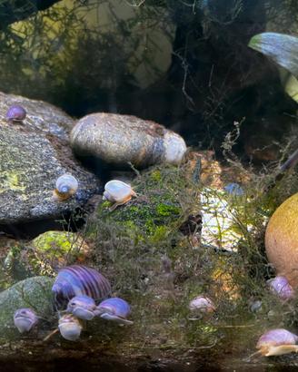 Lumache per acquario