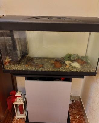 Acquario