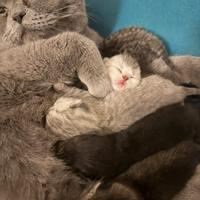 Gattini British shortin