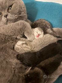 Gattini British shortin