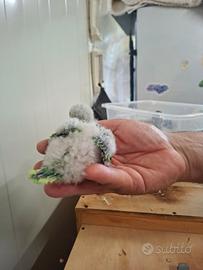 Parrocchetti Monaci