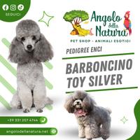 Barboni Toy Silver Pedigree ENCI