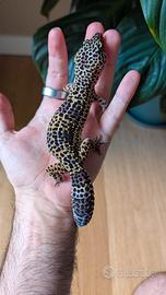 010 . Geco Leopardino - Leopard Gecko