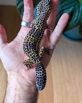 010 . Geco Leopardino - Leopard Gecko