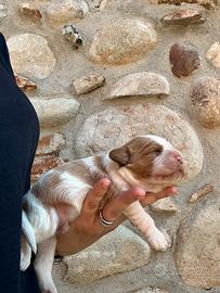 Cucciolo Cavalier king