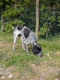 Cane da tartufi femmina