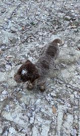 Lagotto romagnolo
