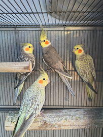 Coppie Pappagalli Calopsite