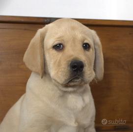 Cuccioli labrador da allevamento dal 13 dicembre