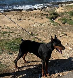 Dobermann per monta