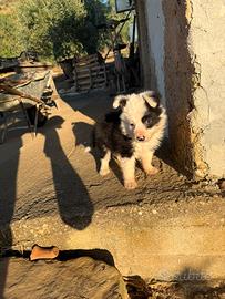 Border collie