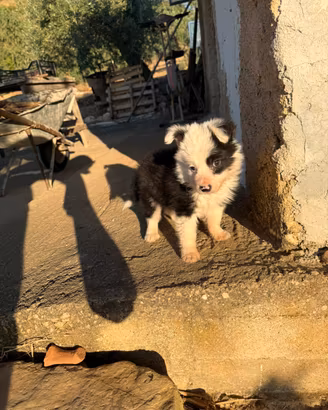 Border collie