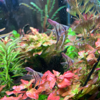 Avanotti di Manacapuru Red Back (scalari) pesci