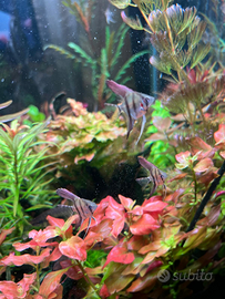 Avanotti di Manacapuru Red Back (scalari) pesci