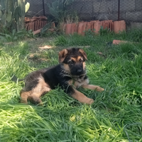 Cucciolo di pastore tedesco