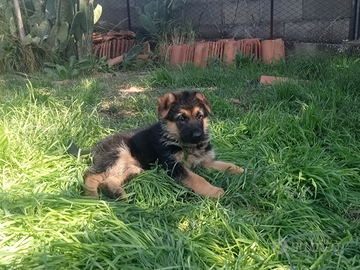 Cucciolo di pastore tedesco