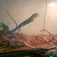 Iguana Giovane e ancora piccola