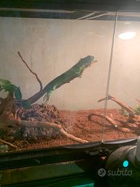 Iguana Giovane e ancora piccola