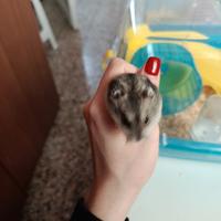 Criceta femmina russa