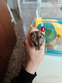 Criceta femmina russa