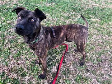 Buster cane sfortunato