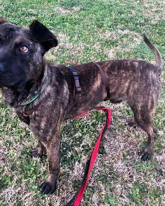 Buster cane sfortunato