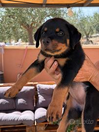 Cuccioli di rottweiler