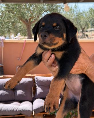 Cuccioli di rottweiler