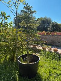 Albero di natale (Abete Normandiano) vivo