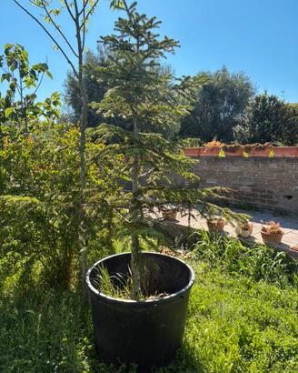 Albero di natale (Abete Normandiano) vivo