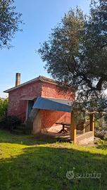 Terreno con uliveto Palombara Sabina