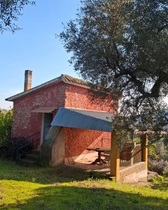 Terreno con uliveto Palombara Sabina