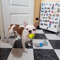 Bulldog francese per monta