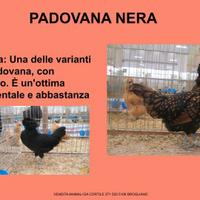 Galline ornamentali padovana nera