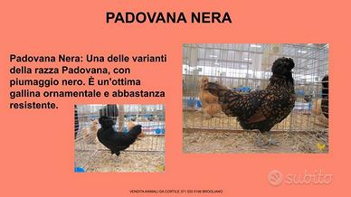 Galline ornamentali padovana nera