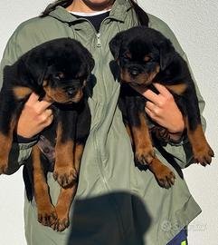 Rottweiler cuccioli