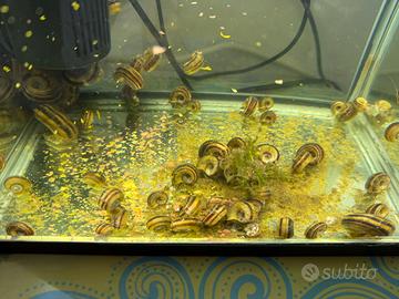 Ampullaria Rotula Marisa