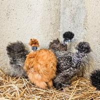 Galline moroseta show girl