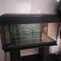 Acquario